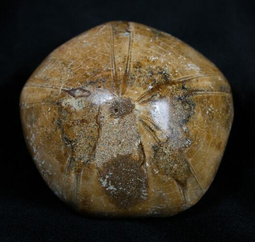 Fossil Sand Dollar Mepygurus From Madagascar #1639